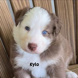 Kylo - Red tri-color male Australian Shepherd puppy in Magee, Mississippi from Paint ByNumbers Ranch