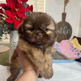 Female puppy 1 - Liver female Shih Tzu puppy in Whittier, California from Socal Mother Of Shih Tzus