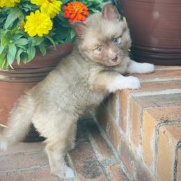Bear - Chocolate male Pomsky puppy in Greenville, South Carolina from Thicketty Mountain Pomskies