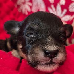 Angus - Black & tan male Maltipoo puppy in Sidney, Maine from Snow Pond Farm