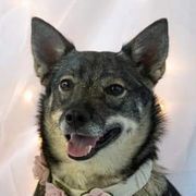 Swedish Vallhunds from KleinHaus Swedish Vallhunds