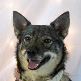 Swedish Vallhunds from KleinHaus Swedish Vallhunds