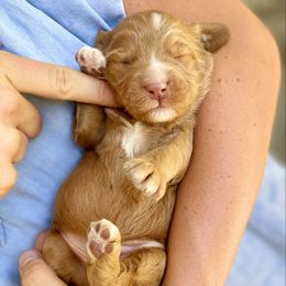 Zen - Red male Bernedoodle puppy in Mapleton, Utah from Natural Doodle Life