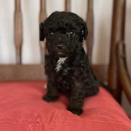 Twinkle - Black female Assorted Doodle Crosses puppy in Stuart, Virginia from Lil Aussie Posse