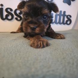 Brice - Black and tan male Yorkshire Terrier puppy in Clermont, Florida from Bella's Prissy Butts