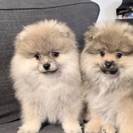 Pomeranians from Oksana J