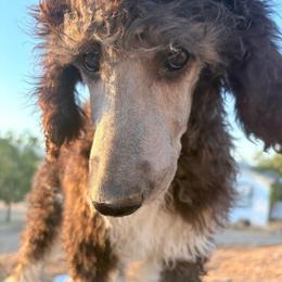 Desmond - Parti male Poodle puppy in Meadowbrook, California from Standard Poodle Pups