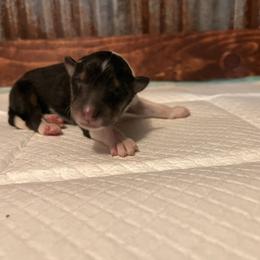 Collie Puppies from A/K Rough Collies