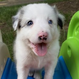Pamela - White and blue merle Border Collie puppy in Huntersville, North Carolina from MJ Border Collies