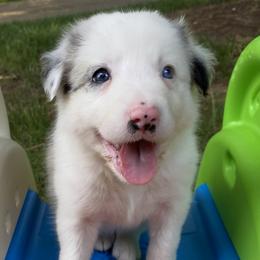 Pamela - White and blue merle Border Collie puppy in Huntersville, North Carolina from MJ Border Collies