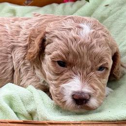 Clove - Apricot female Cavapoo puppy in Newville, Alabama from Southeast cavapoos