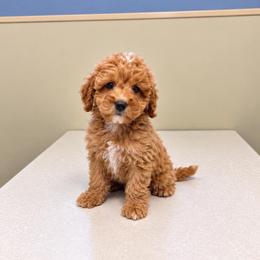 Jimmy - Apricot male Goldendoodle puppy in Swartz Creek, Michigan from Michigan Doodles