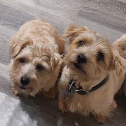 Yogi - Norfolk Terrier