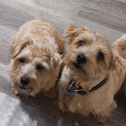 Yogi - Norfolk Terrier