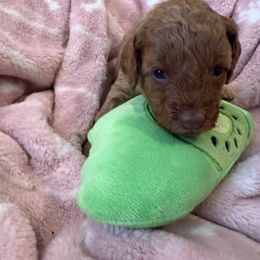 Chive - Red  male Poodle puppy in Wilmington, Delaware from Imperial Poodles LLC