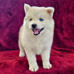 Elvis - White male Pomsky puppy in Spokane, Washington from Spokane Pomskies