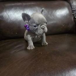 Maggie Simpsons - Blue female French Bulldog puppy in Avondale, Arizona from Montes House of  Frenchies
