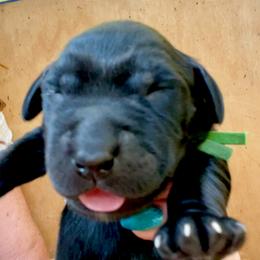 Klondike - Black male Labrador Retriever puppy in Mineral, Virginia from Canine Assist