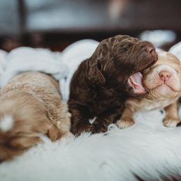 Australian Labradoodle, Double Doodle, Goldendoodle, and Labradoodle Puppies from Lake Mountain Doodle