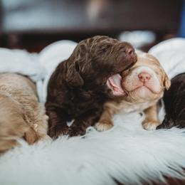 Australian Labradoodle, Double Doodle, Goldendoodle, and Labradoodle Puppies from Lake Mountain Doodle