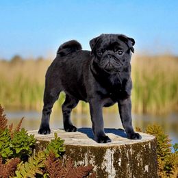 Tootie - Pug