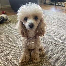 Lulu - Poodle