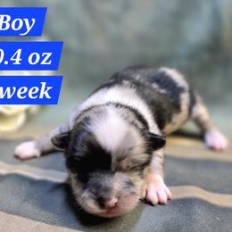 Boy 1 - Blue merle male Pomeranian puppy in Davenport, Washington from Lovely Ladies and Little Asses Miniature Equines (L3A Pomeranians & Papillons)