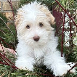 Chai - Havanese puppy from Windy Hill Havanese