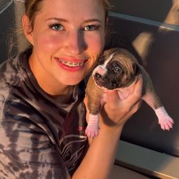 Light pink - Red female American Staffordshire Terrier puppy in Cloverdale, Indiana from Woodshire American Staffordshire Terrier’s