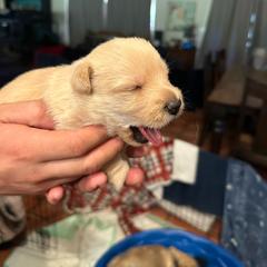 Boy 2 - Wheaten male Scottish Terrier puppy in San Diego (Jamul), California from Lee Valley Scotties