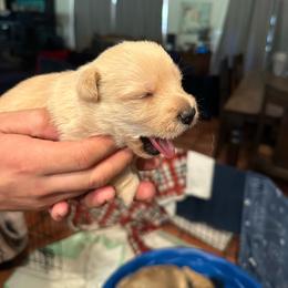 Boy 2 - Wheaten male Scottish Terrier puppy in San Diego (Jamul), California from Lee Valley Scotties