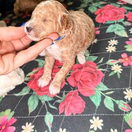 Blue - Apricot male Goldendoodle puppy in Cocoa, Florida from The Beach Doodles