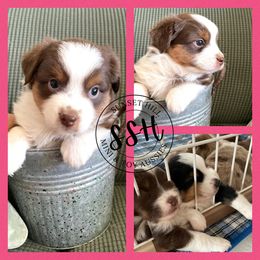 Miniature American Shepherd, Miniature Australian Shepherd, and Toy Australian Shepherd Puppies from Sunset Hill Mini & Toy Aussies
