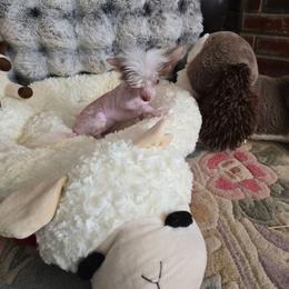 Julia Long Star Angel - Pink female Chinese Crested puppy in Amarillo, Texas from Victoria's Chinese Cresteds Long Star Angels