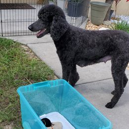 Poodle Puppies from Deborah Busch Poodles