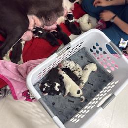 Ransom - Merle male Great Dane puppy in Cadillac, Michigan from Garrow Danes House of Blues