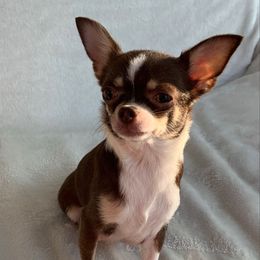 ChiChi - Chihuahua