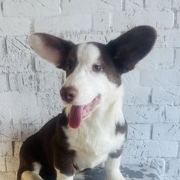 Jackson Avery - Liver and white male Cardigan Welsh Corgi puppy in Westminster, Maryland from Serendipity Corgi's