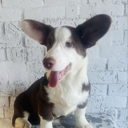 Jackson Avery - Liver and white male Cardigan Welsh Corgi puppy in Westminster, Maryland from Serendipity Corgi's