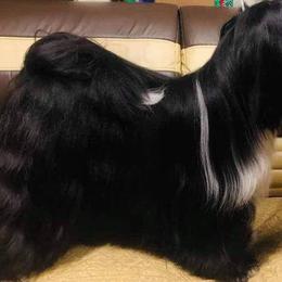 Raven - Tibetan Terrier