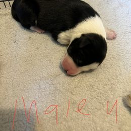 Boy 2 - Sporty Mix puppy in Lewisburg, Tennessee from Mid TN aussies