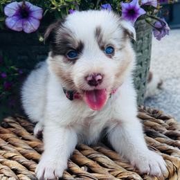 Girl 1 - flower - red merle - Red merle female Border Collie puppy in Minden, Iowa from Rocking N Registered Border Collies & Labradors