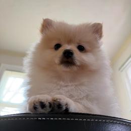 Satin - Cream female Pomeranian puppy in University City, Missouri from Textilepoms