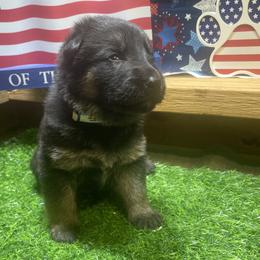 Boy 4 - male German Shepherd puppy in Joshua, Texas from American Viking GSD Ranch