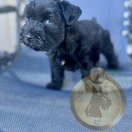 Miniature Schnauzer Puppies from Crown Schnauzers KC