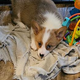 Bailey - Red female Pembroke Welsh Corgi puppy in Walnut, Iowa from Michelle's House of Corgi's