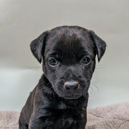 Patterdale Terrier Puppies from Moormont Kennels