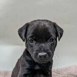 Patterdale Terrier Puppies from Moormont Kennels