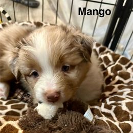 Mango - Red merle female Miniature American Shepherd puppy in Florseville, Texas from Ashber Farm