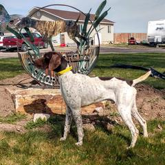 Cash - German Shorthaired Pointer